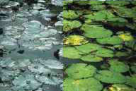 Filtro Polarizzatore